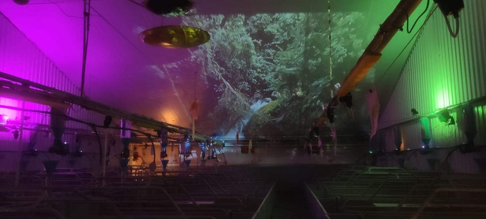 Large nature projection and colored lighting in the Artificial Nature pig barn