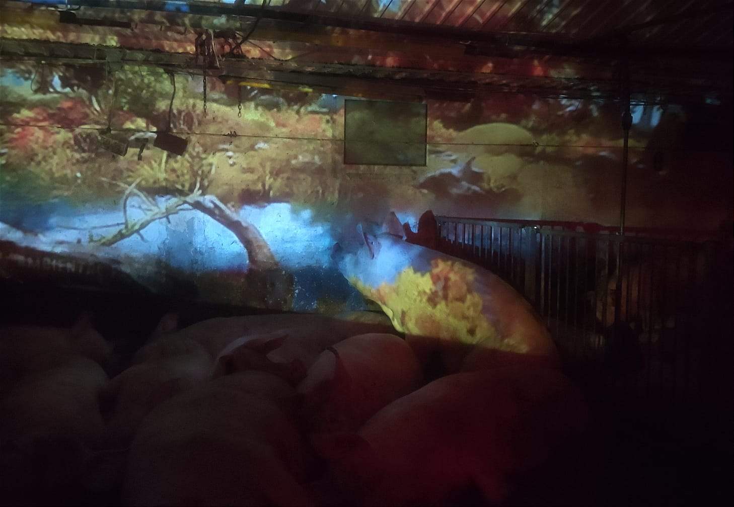 Pig resting in front of a projected natural landscape in the Artificial Nature barn